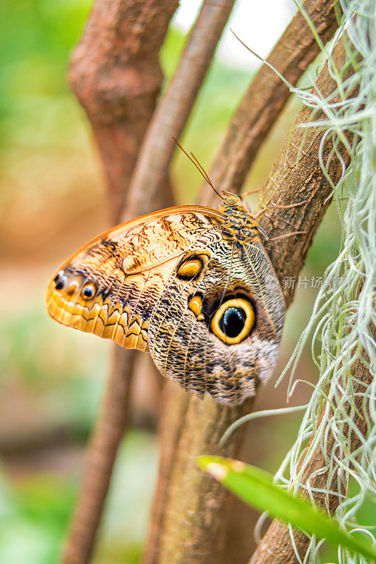 巨型猫头鹰蝴蝶Caligo Illioneus